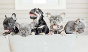 Cute French Bulldog puppies playing together.
